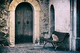 Katze auf Bank II - Bernhard Saalfeld - Lichtbildkunst